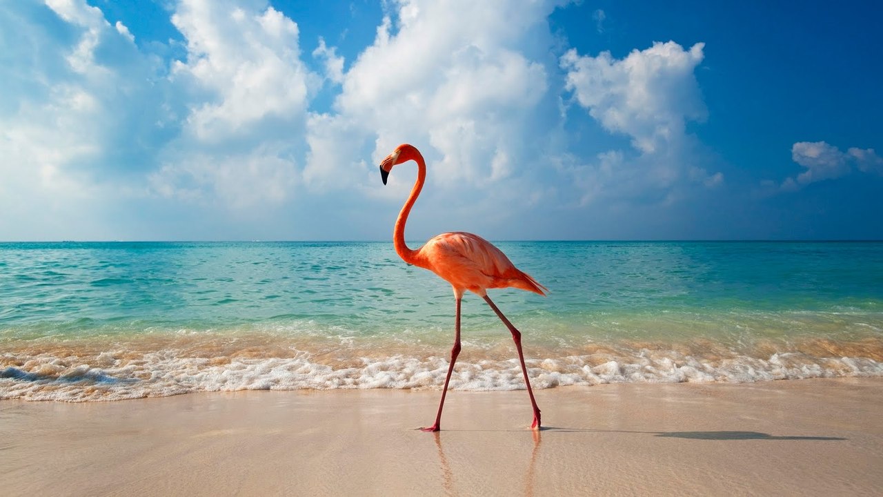 otdih v dominikane flamingo